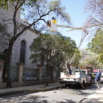 En los próximos días el Municipio instalará la contención definitiva del Quebracho Histórico