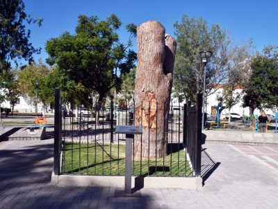 Continúa abierta la convocatoria pública “Legado del Pino de San Lorenzo”