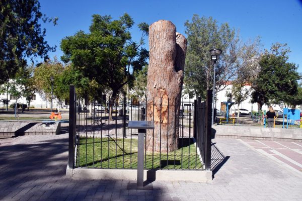 Continúa abierta la convocatoria pública “Legado del Pino de San Lorenzo”