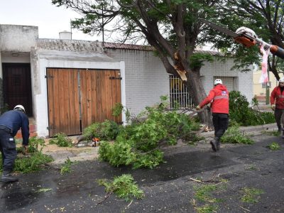 Temporal de viento: Defensa Civil intervino por caída de árboles y postes en la ciudad Temporal de viento: Defensa Civil intervino por caída de árboles y postes en la ciudad