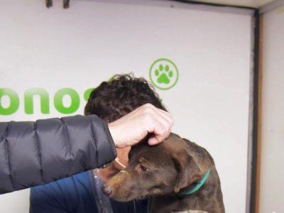 Día Mundial de las Zoonosis: una ciudad que invierte en la salud animal para cuidar a toda la comunidad