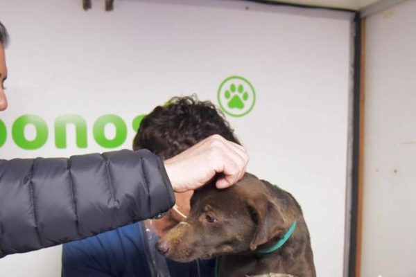 Día Mundial de las Zoonosis: una ciudad que invierte en la salud animal para cuidar a toda la comunidad