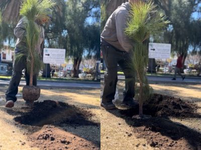 Día Nacional del Árbol: la ciudad conmemoró la jornada con acciones de forestación y educación