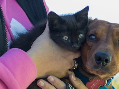 “Mi mascota es parte de mi familia” el concurso Municipal para celebrar el Día Mundial de las Zoonosis