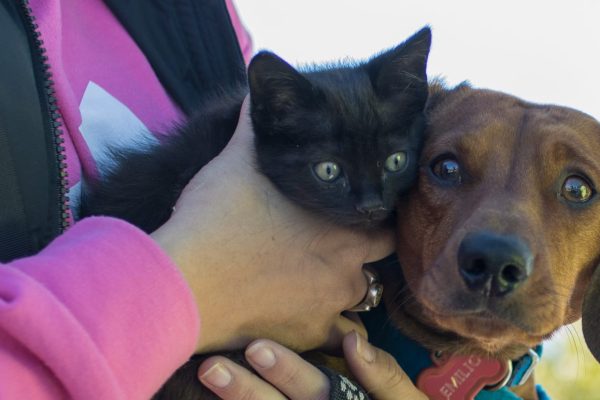 “Mi mascota es parte de mi familia” el concurso Municipal para celebrar el Día Mundial de las Zoonosis